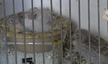 19 dagen, voor eerst uit nest 